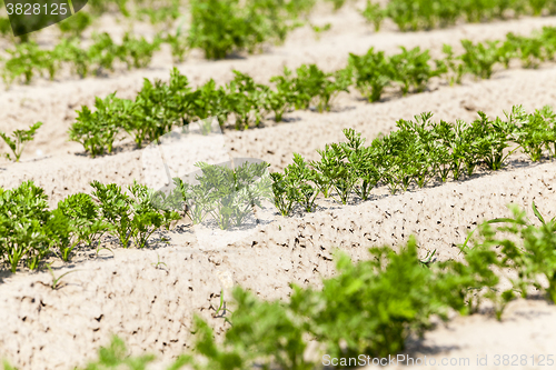 Image of Field with carrot  