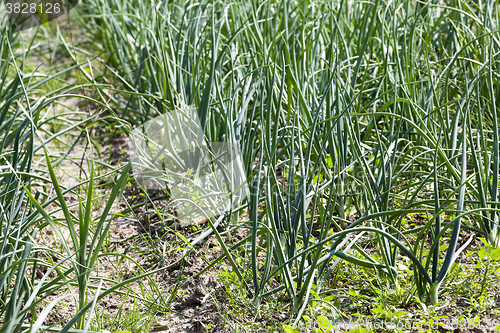 Image of sprouts green onions 