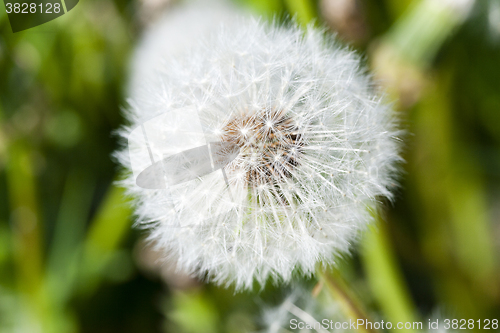 Image of White dandelion , close up