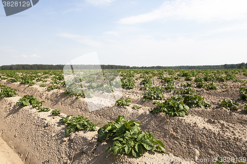 Image of cultivation of potatoes. field