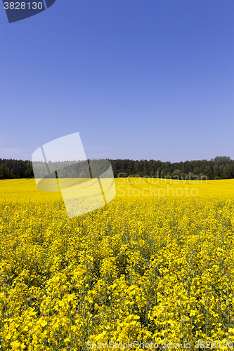 Image of Rape field , sky.