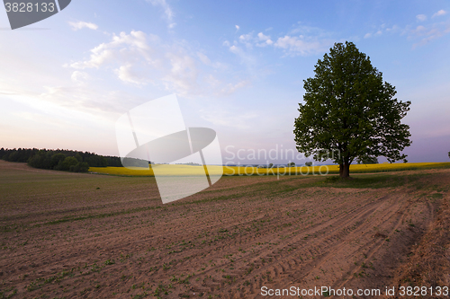 Image of tree in the field  