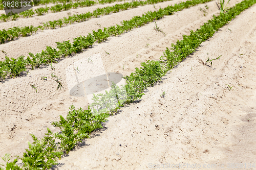 Image of green carrot field  