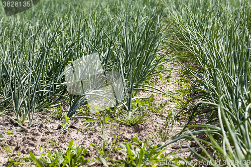 Image of field with green onions  