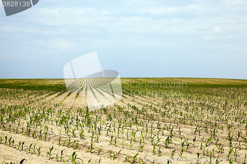 Image of Corn field, summer  