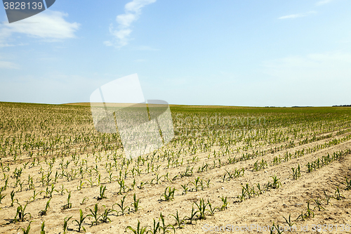 Image of Corn field, summer  