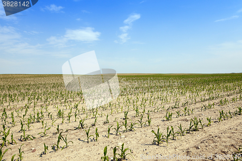 Image of corn field, agriculture  