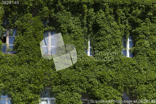 Image of wall of the building, ivy  