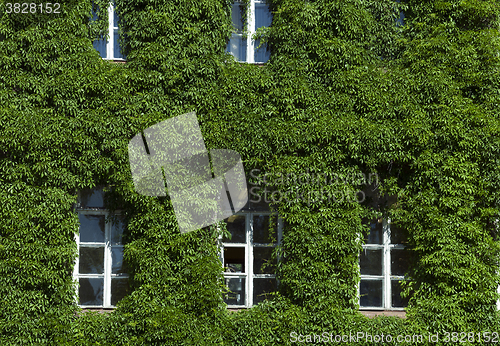 Image of wall of the building, ivy  