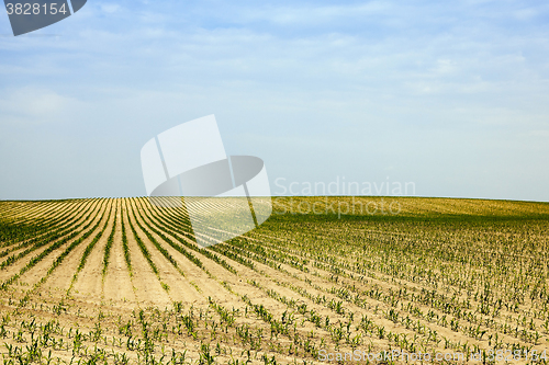Image of Corn field, summer  