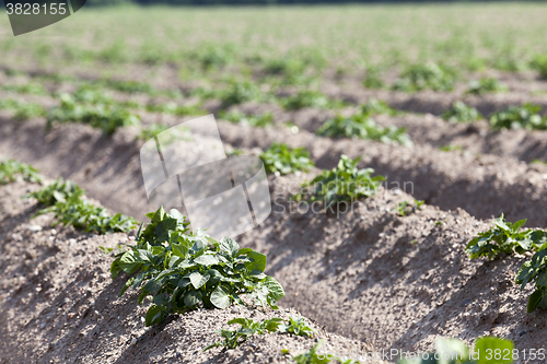 Image of Field with potato 