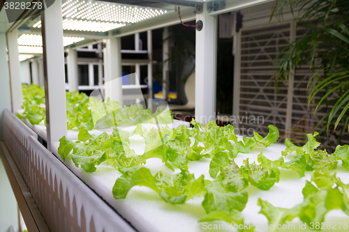 Image of Hydroponic vegetable plantation system