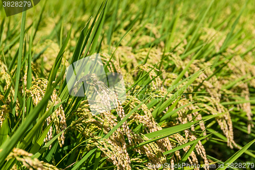 Image of Rice field