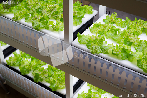 Image of Cultivation vegetables in hydroponics