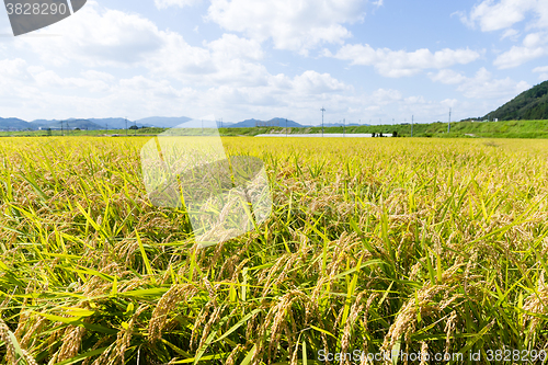 Image of Rice field