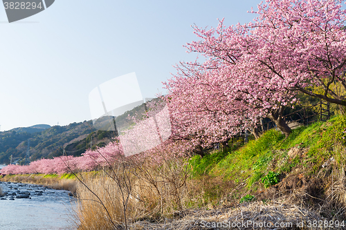 Image of Sakura flower tree and river