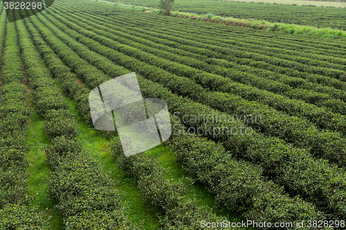 Image of Tea field in luye