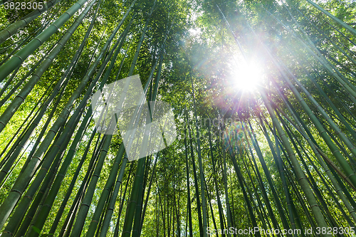 Image of Bamboo grove, bamboo forest at Arashiyama, Kyoto, Japan