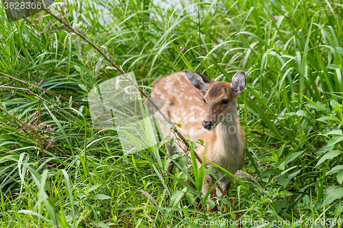 Image of Deer