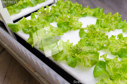 Image of Hydroponics system