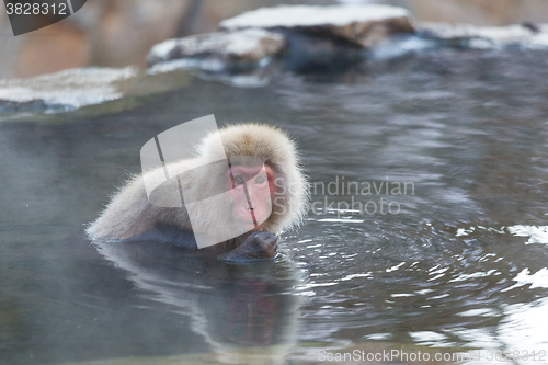 Image of Cute Snow Monkey in onsen