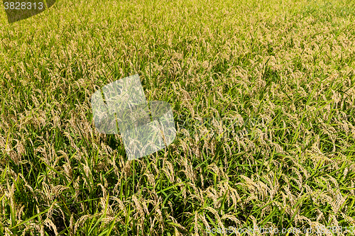 Image of Rice field