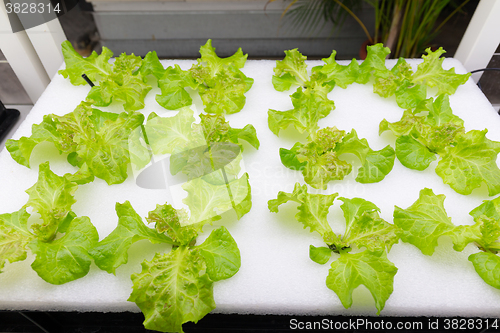 Image of Cultivation vegetables in hydroponics