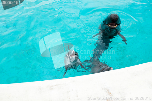 Image of Dolphin and whale shark