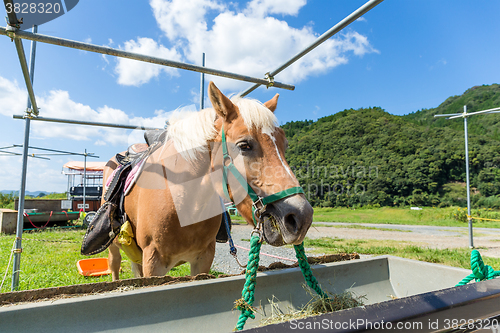 Image of Beautiful horse