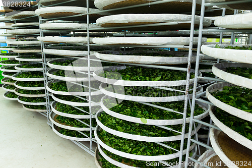 Image of Fermentation for tea in factory