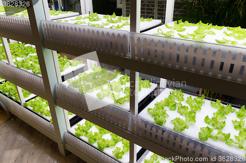 Image of Hydroponic plantation