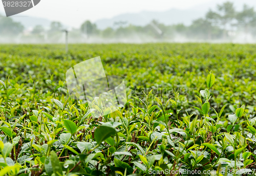 Image of Tea plantation gaden in TaiWan