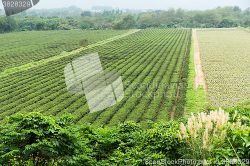 Image of Tea plantation farmland
