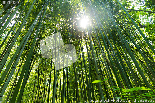 Image of Bamboo grove