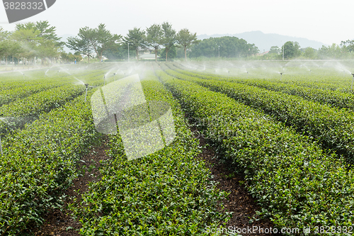 Image of Green tea farm