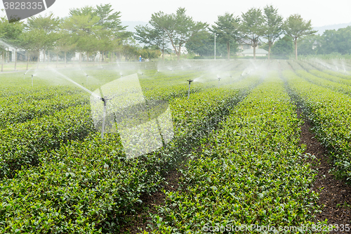 Image of Green tea farm at TaiWan