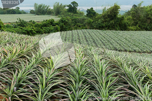 Image of Cultivation of pine apple at TaiWan