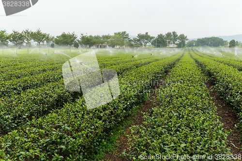 Image of Tea garden at TaiWan