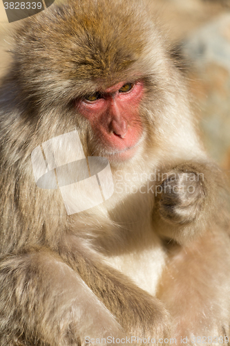 Image of Lovely monkey