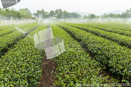 Image of Tea farm in Taiwan luye