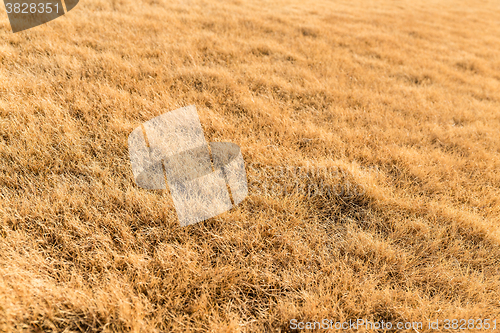 Image of Golden straw