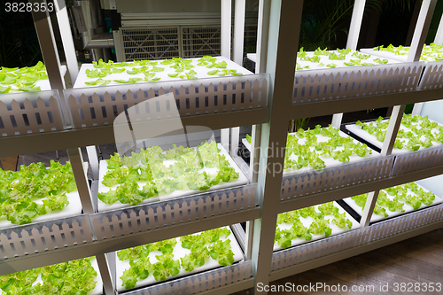 Image of Vegetable garden with Water Hydroponics system