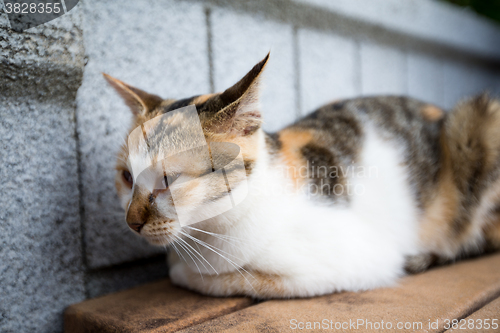 Image of Street cat