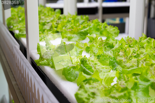 Image of Indoor Hydroponics system