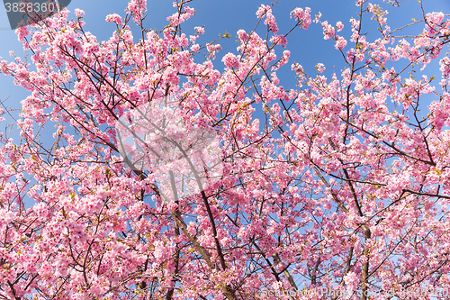 Image of Sakura flower in pink