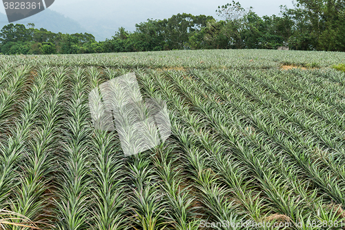 Image of Pineapple tropical fruit in farm