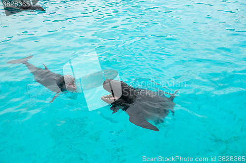 Image of Dolphin and Whale with the head above water