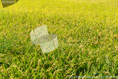 Image of Autumn rice field