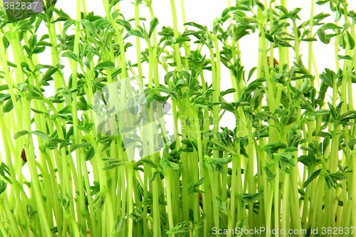 Image of small plants texture