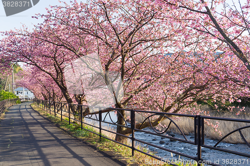 Image of Sakura and walkway
